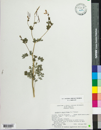 Capnoides sempervirens image