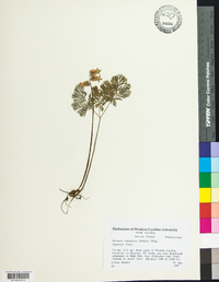 Dicentra canadensis image