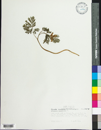 Dicentra canadensis image