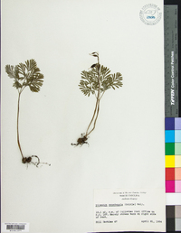 Dicentra canadensis image