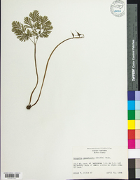 Dicentra canadensis image