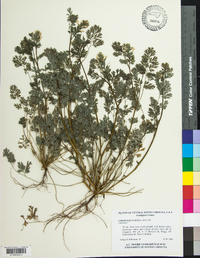 Corydalis flavula image