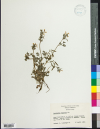 Corydalis flavula image