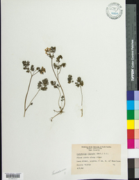 Corydalis flavula image