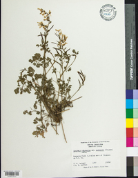 Corydalis micrantha subsp. australis image