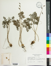 Dicentra cucullaria image