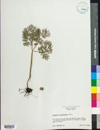 Dicentra cucullaria image