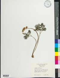 Dicentra cucullaria image