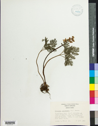 Dicentra cucullaria image