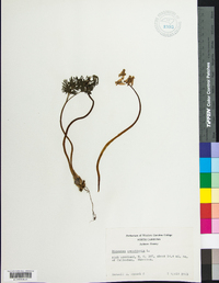 Dicentra cucullaria image