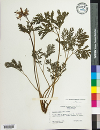 Dicentra eximia image