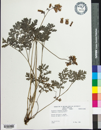 Dicentra formosa image