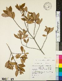 Cliftonia monophylla image