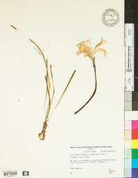 Zephyranthes atamasca image