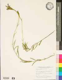 Gentiana autumnalis image