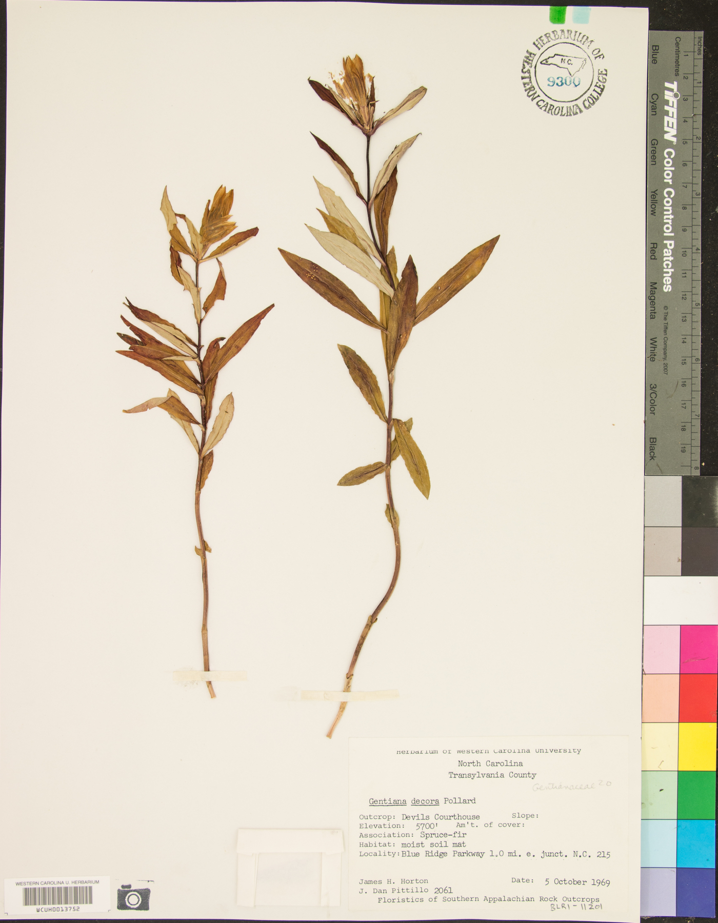 Gentiana decora image