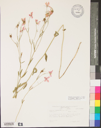 Sabatia campanulata image