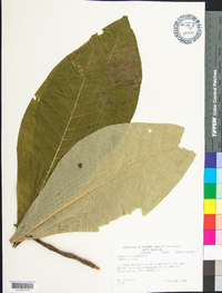 Magnolia tripetala image