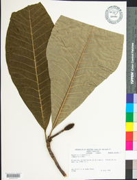 Magnolia tripetala image