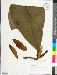 Magnolia tripetala image