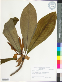 Magnolia tripetala image