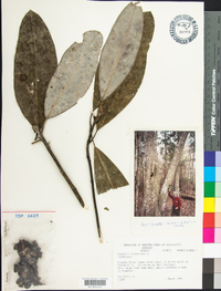 Magnolia virginiana image