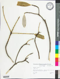 Magnolia virginiana image