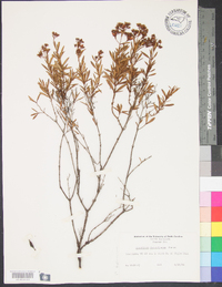 Hypericum densiflorum image