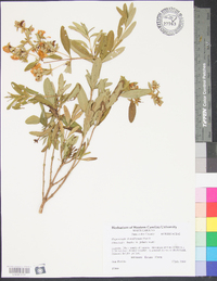 Hypericum densiflorum image