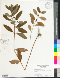 Hypericum walteri image