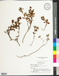 Hypericum buckleyi image