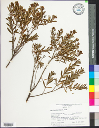 Hypericum densiflorum image