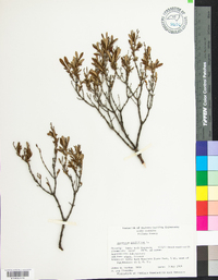 Hypericum prolificum image