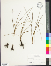 Hypoxis micrantha image