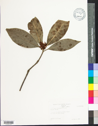 Illicium floridanum image