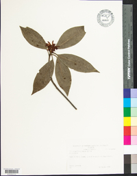 Illicium floridanum image