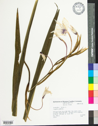 Acidanthera bicolor image