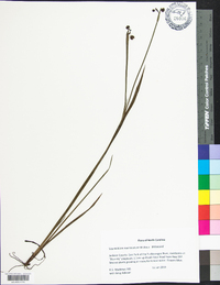 Sisyrinchium mucronatum image