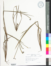 Sisyrinchium mucronatum image