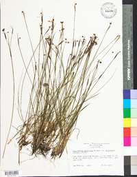 Sisyrinchium atlanticum image