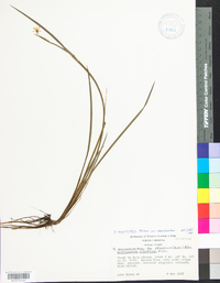 Sisyrinchium mucronatum image