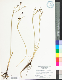 Sisyrinchium atlanticum image