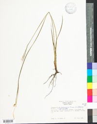 Sisyrinchium atlanticum image