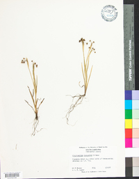 Sisyrinchium rosulatum image