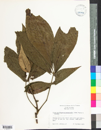 Carya carolinae-septentrionalis image