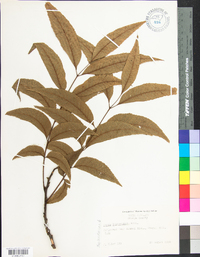 Carya illinoinensis image