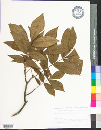 Carya myristiciformis image