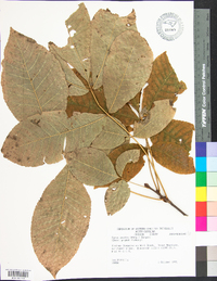 Carya ovalis image