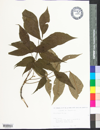 Carya texana image