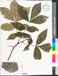 Carya texana image